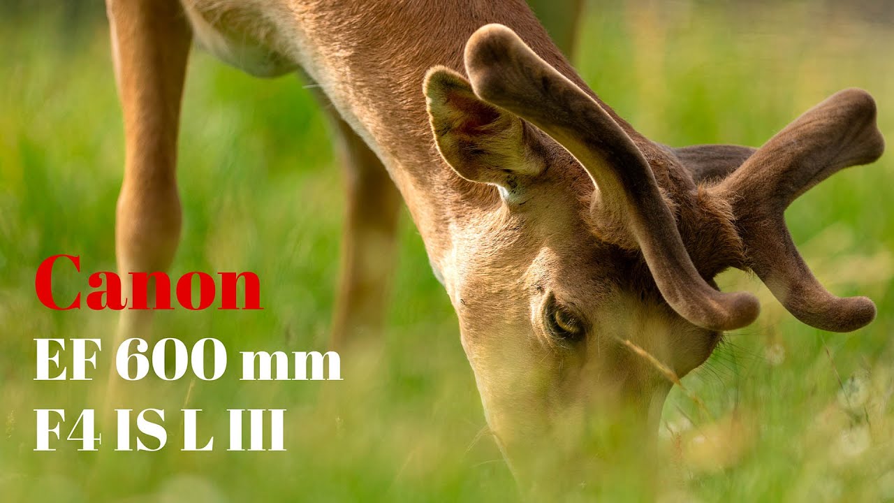 Canon EF 600mm F4 IS L III - Vale i suoi &euro; 12.000 ?