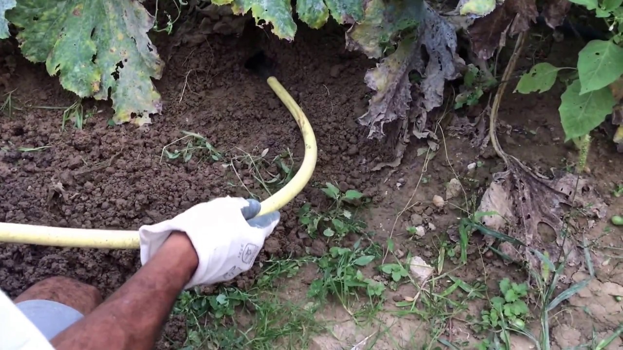 3 façons pour éliminer les taupes