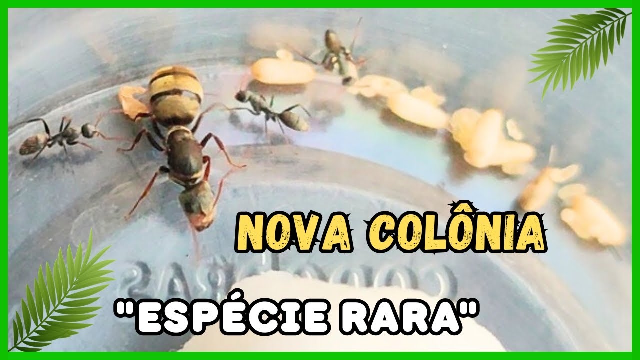 Novo FORMIGUEIRO CASEIRO com 
