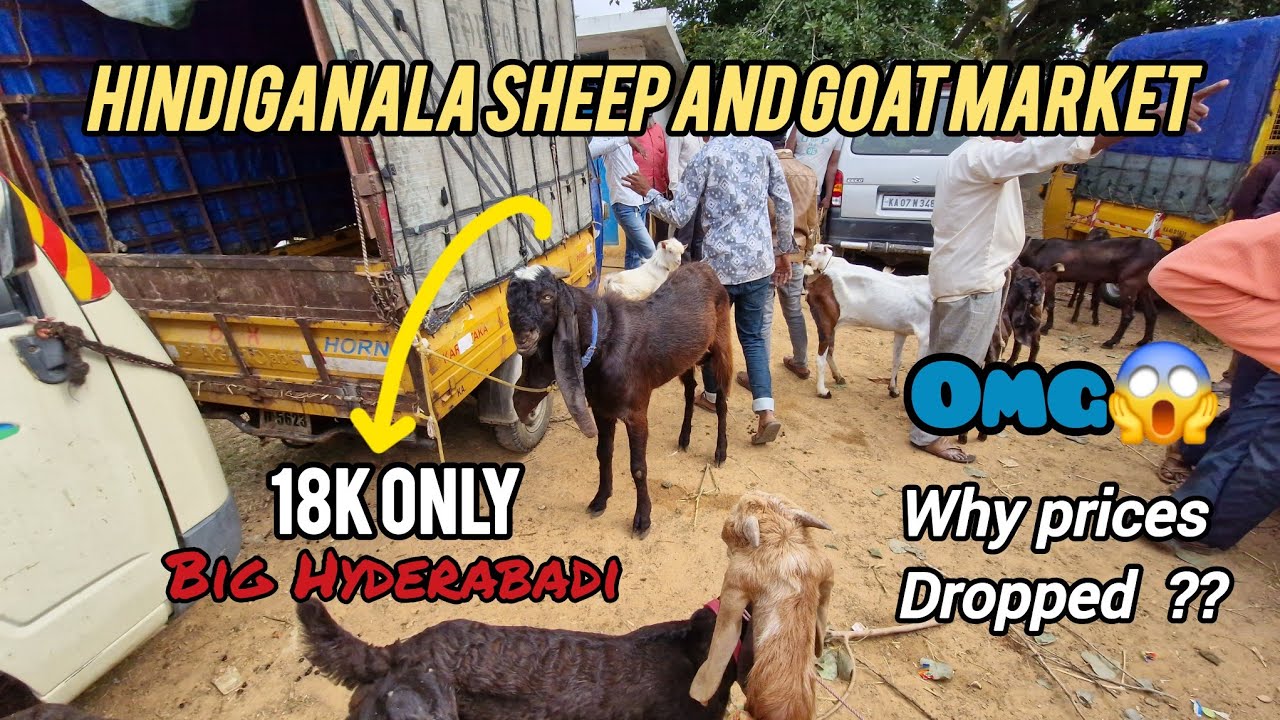 Hindiganala Sheep and Goat Market | H-cross Market Full Detail Video