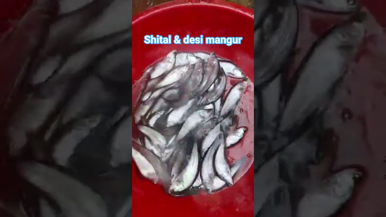 chital aur desi mangur ka baccha 