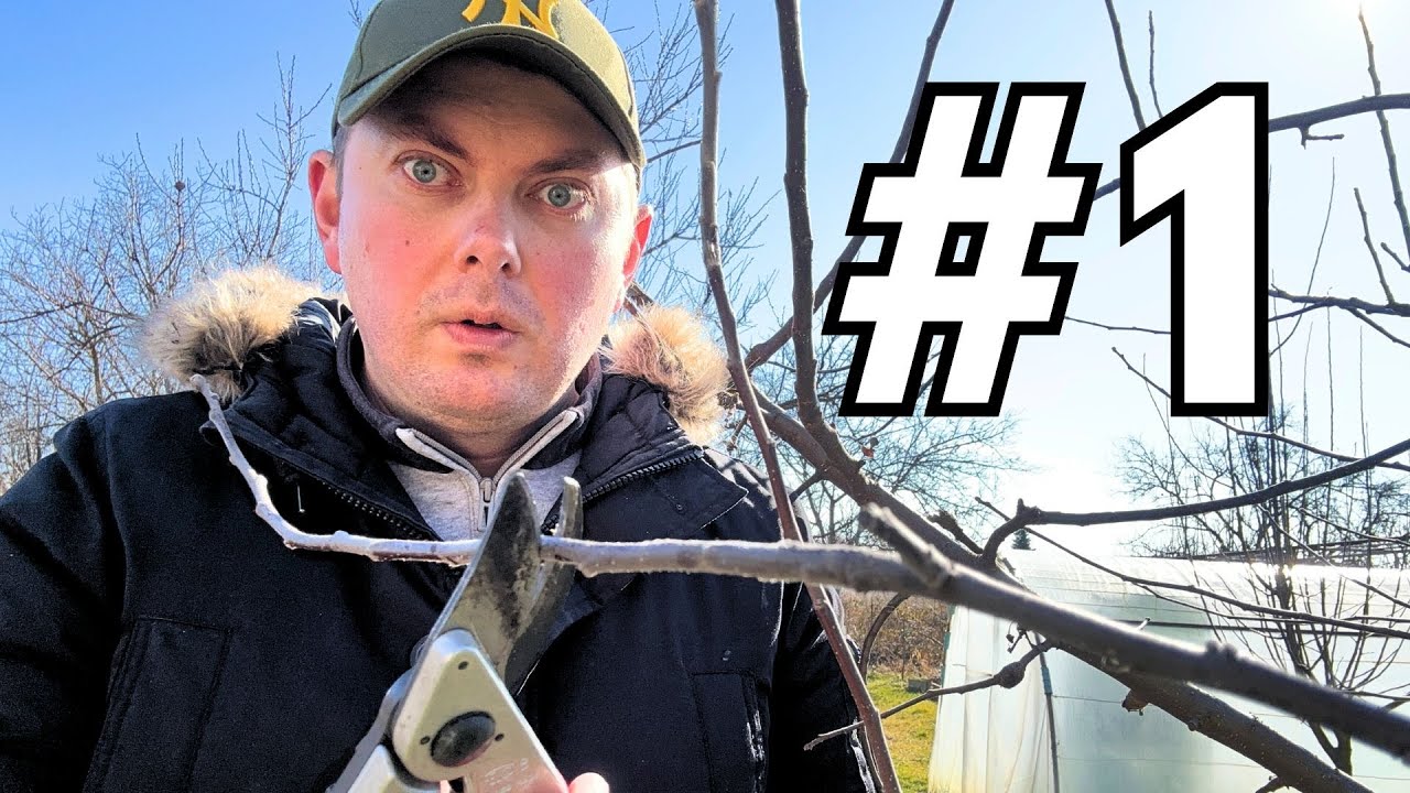 Ошибка №1 при обрезке яблонь – все это делают!