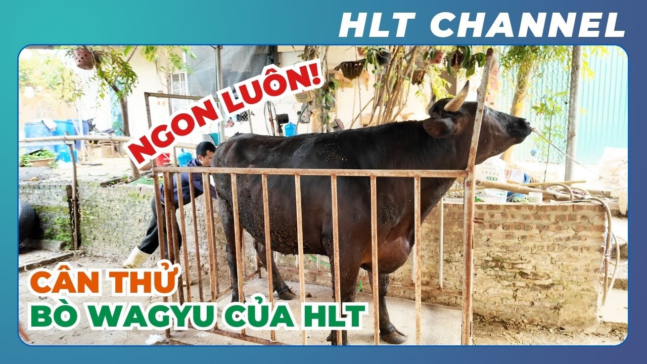Đầu tư HDPE làm gì? Tầm này Đầu Tư Nuôi Bò là Ngon Luôn! Cân thử chú Bò Wagyu của trại HLT