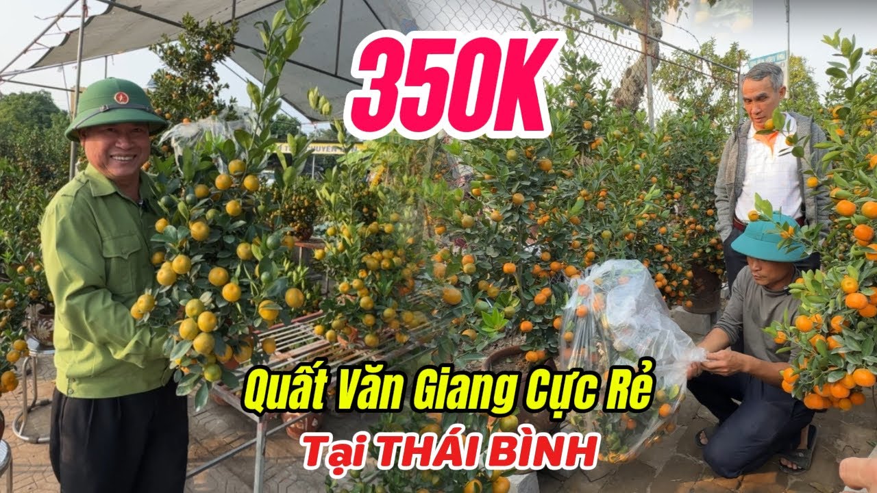 Quất tết 2026 | Quất Văn Giang bán tại Quê Thái Bình quá rẻ