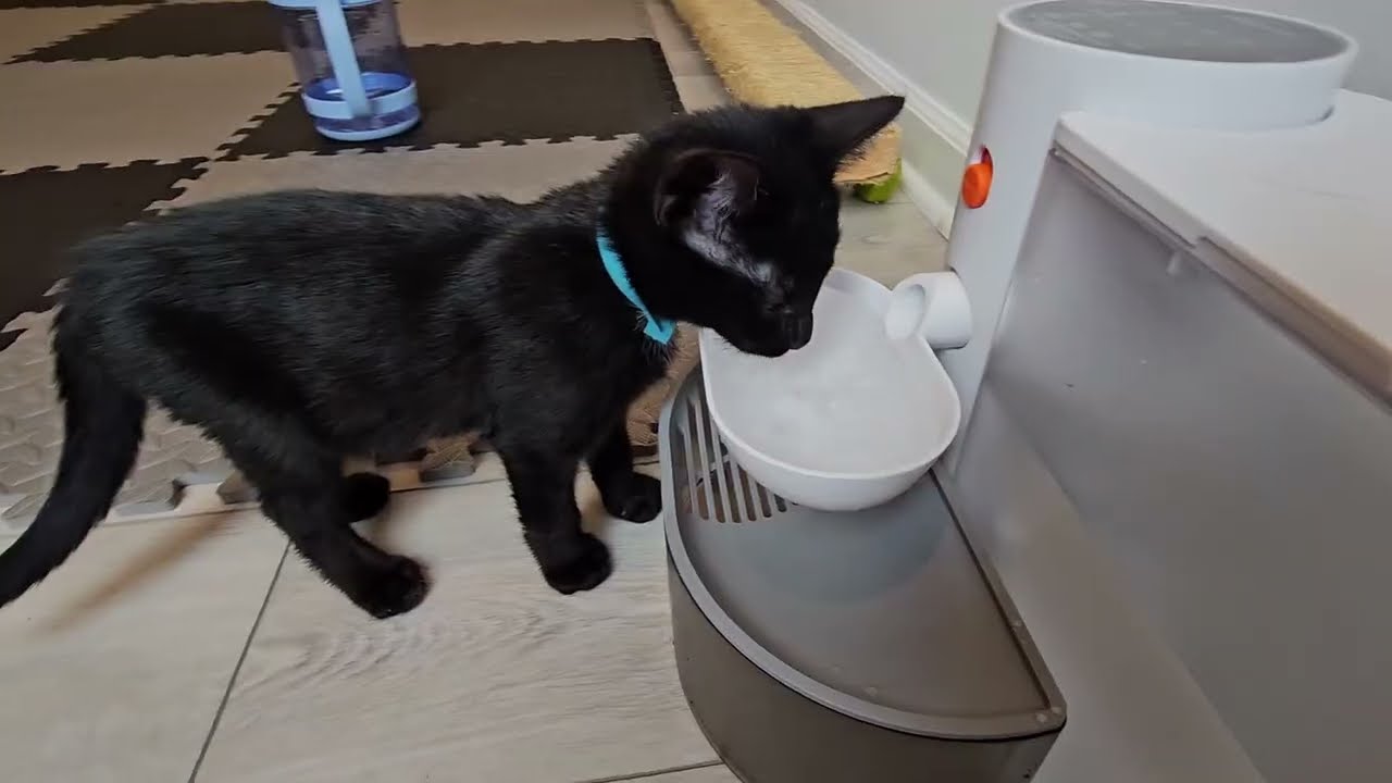 Potaroma Pet Water Fountain