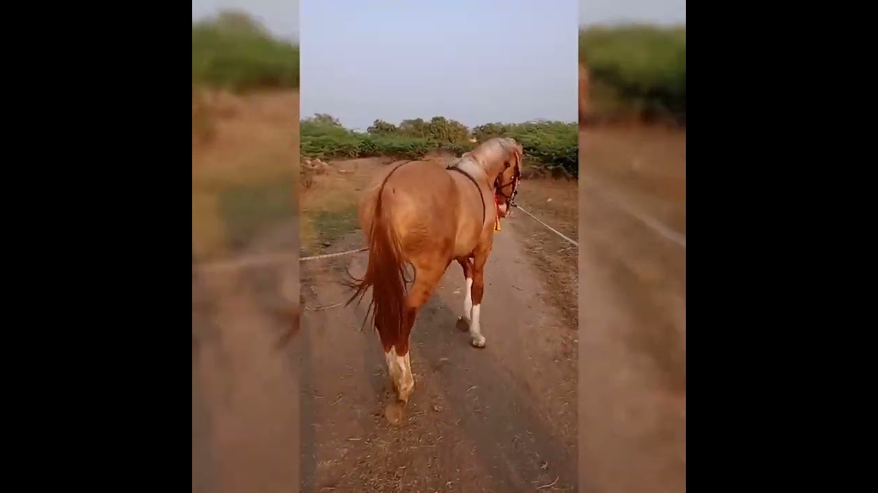 Vasheri 🐴 ni riding mate 🔥 grounds ma