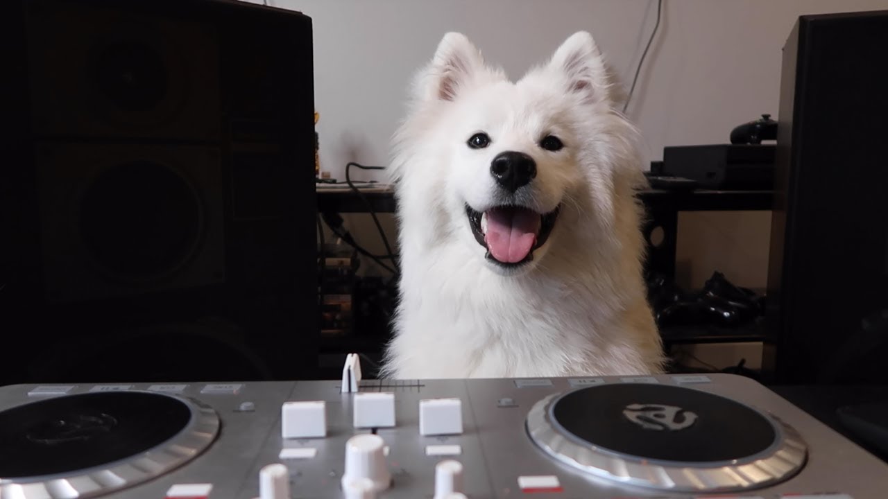 DOG LEARNS HOW TO DJ!!