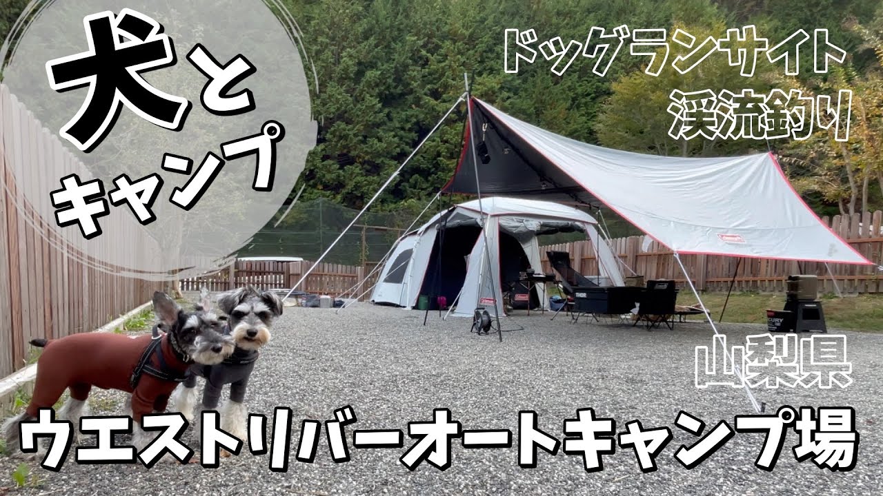 【犬連れキャンプ@ウエストリバーオートキャンプ場】ミニチュアシュナウザーとキャンプしてみたら最高だった