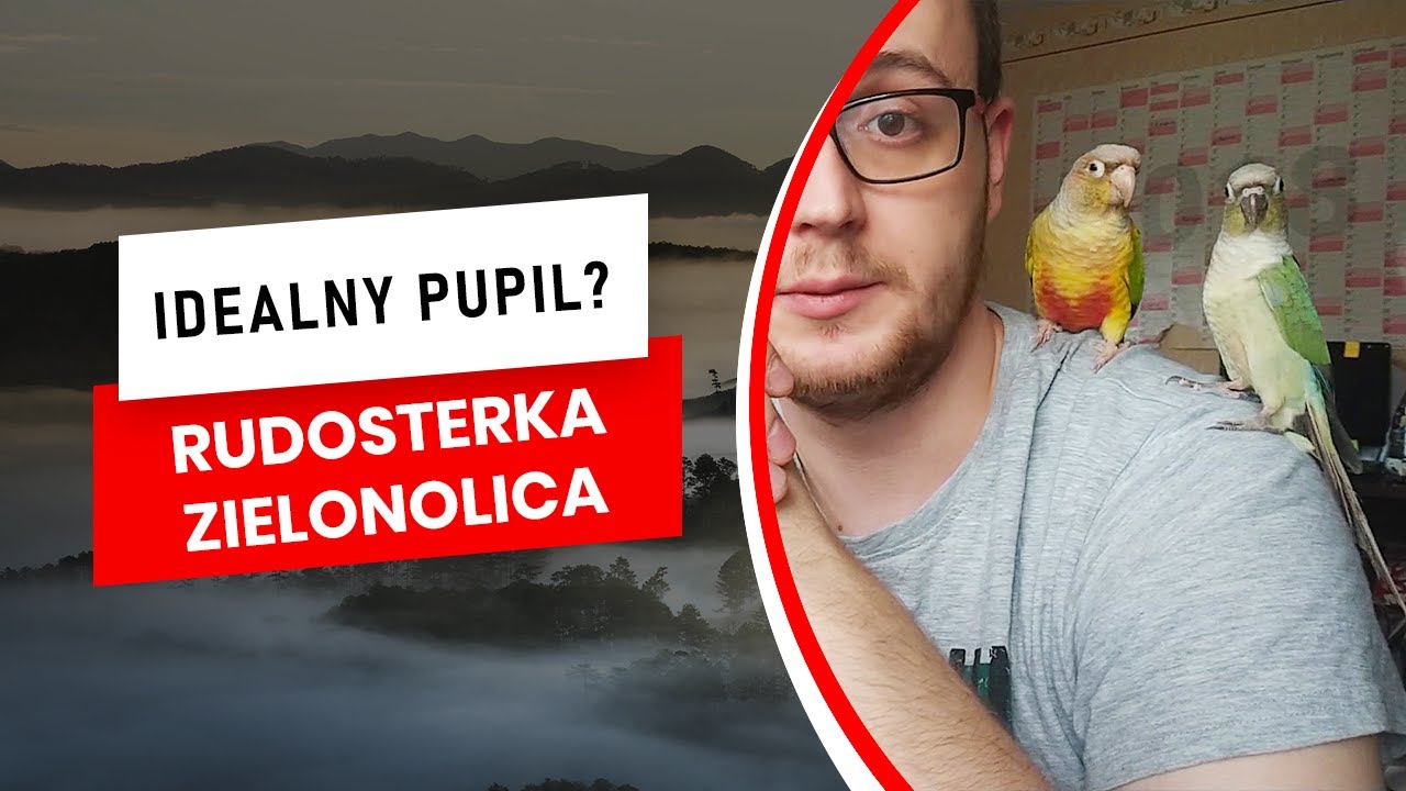 Czy rudosterka nadaje się na pupila domowego? Co z jej agresją?