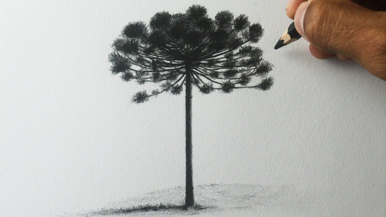Como desenhar uma ÁRVORE - Araucária PASSO A PASSO narrado