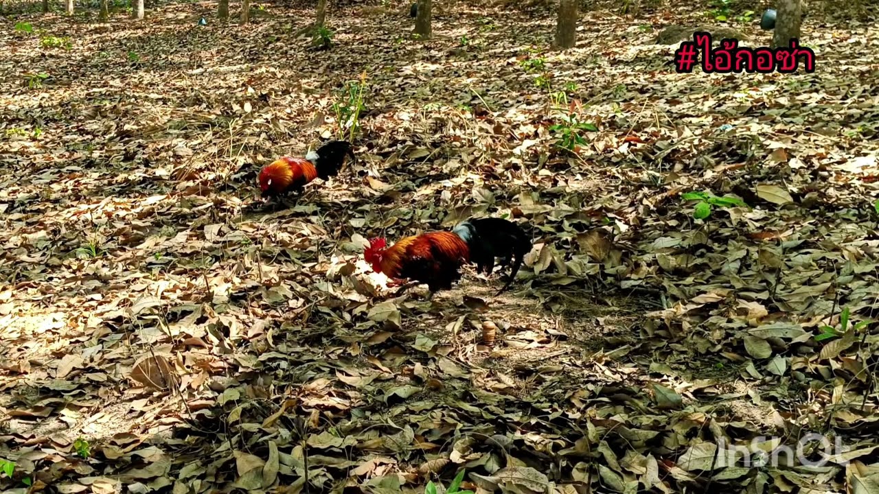 ต่อไก่ปี69 Ep 23 หลักนี้เจ้าถิ่นสวยลุ้นกันยาวๆครับ #animal #chicken 🐓☘️🍃😍