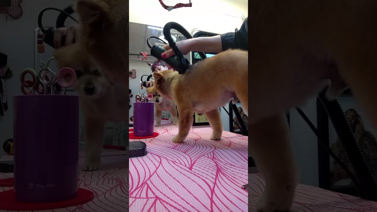 Foxy Pom haircut using the Clipper Vac