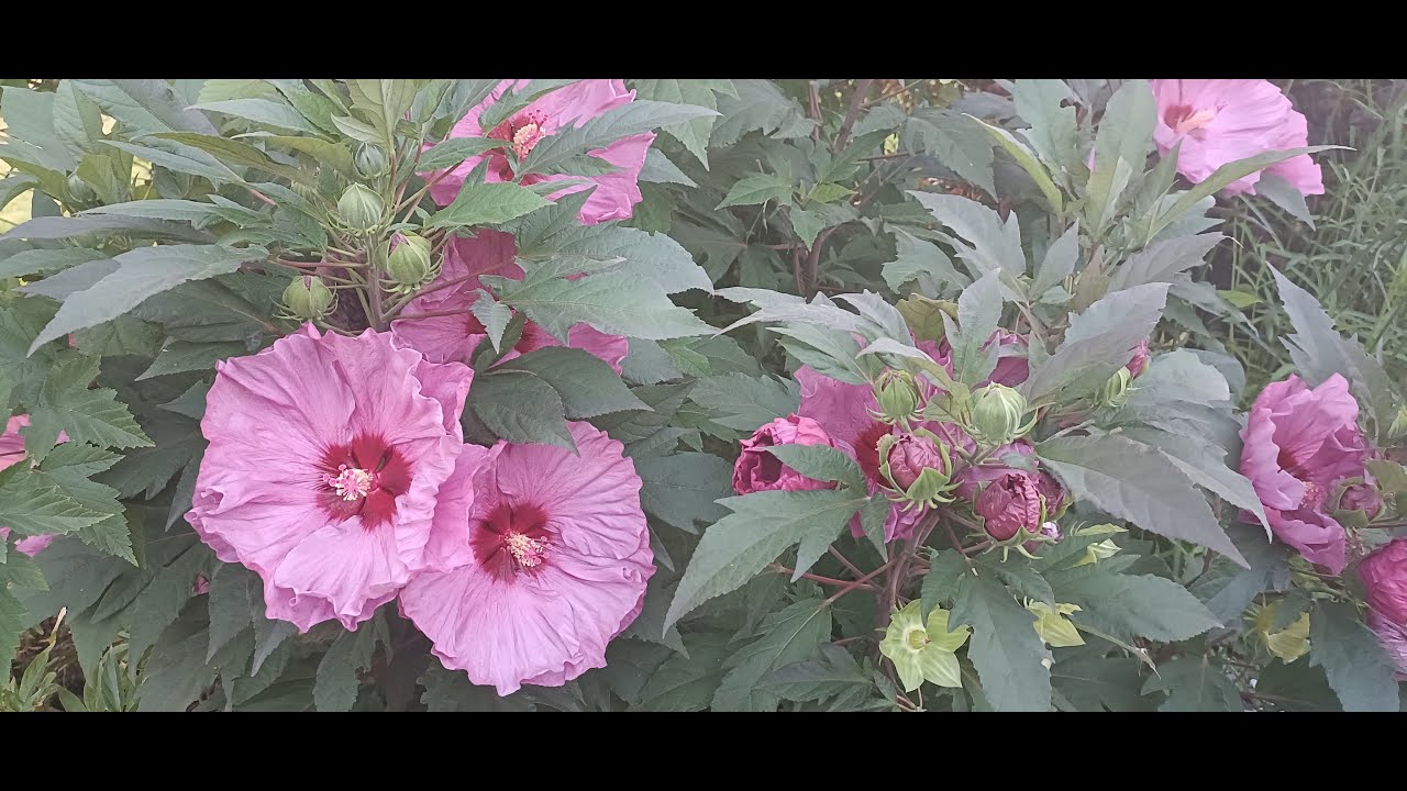  Spacer w Sierpniu - Hibiskus bagienny wymagania 