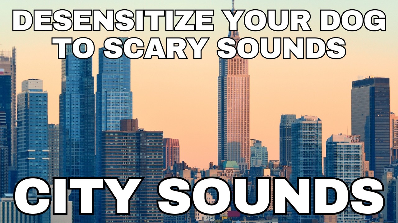 10 HOURS of City Sounds for Dog and Puppy Desensitization