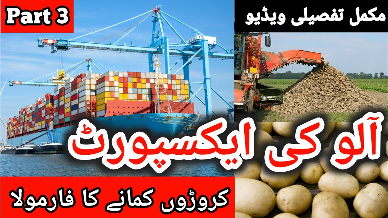 Allu ki Export Kaise Kare | Import Export Business | Potato Export to Dubai | Anees Voice