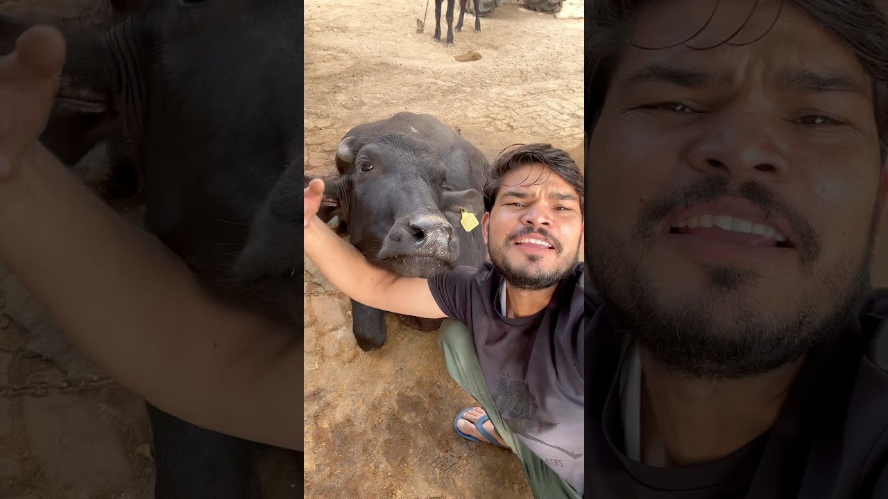 अगली देख भाई #funny #comedyvedeo #treandingshort #viralshort #nandubaba