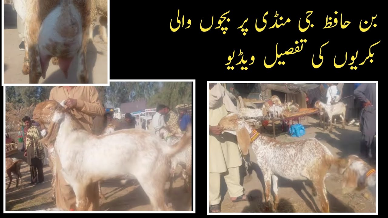 بن حافظ جی منڈی پر بچوں والی بکریوں کی تفصیل ویڈیو 