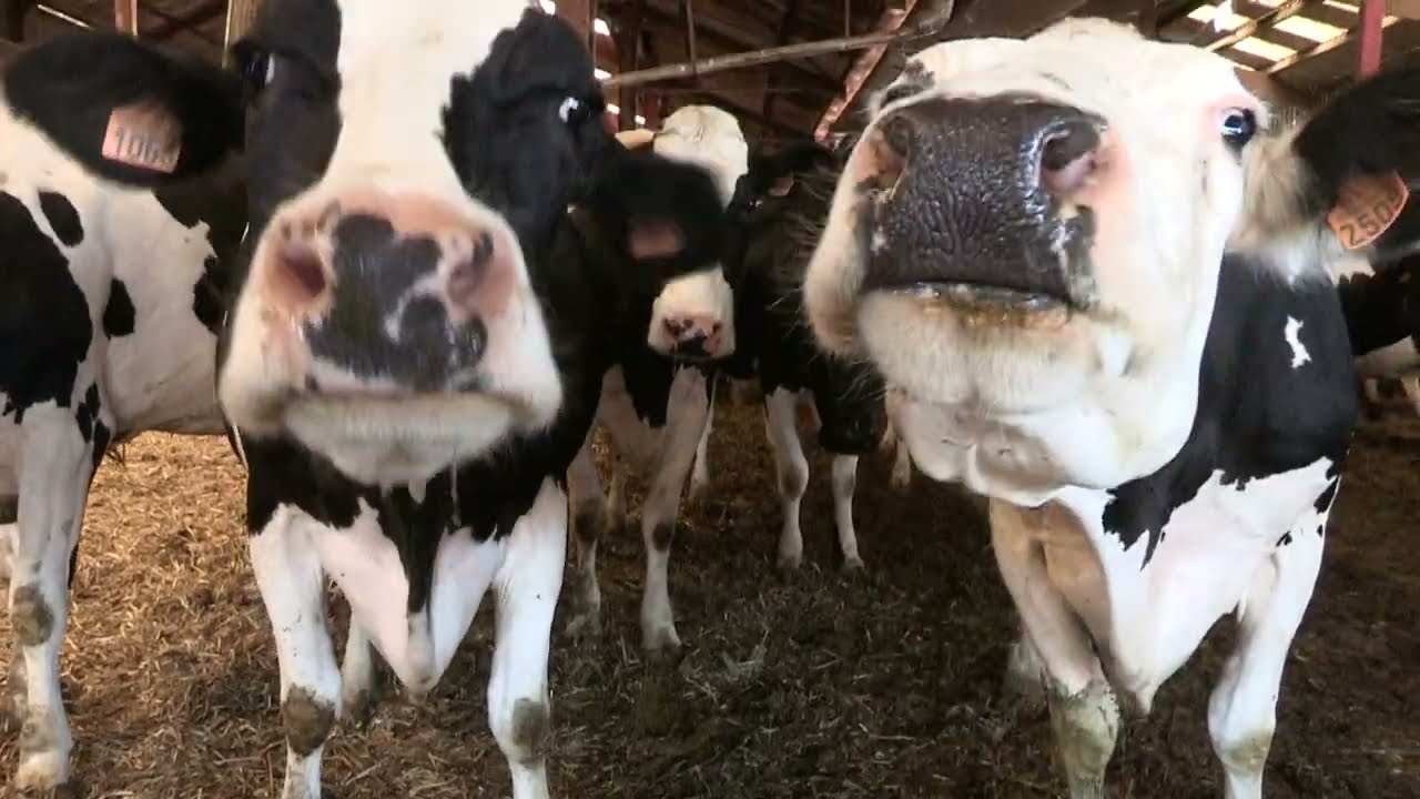 La ferme de la Bergerie nationale
