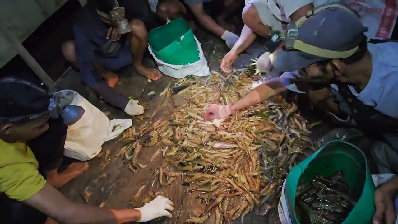 judulnya panen udang dan ikan