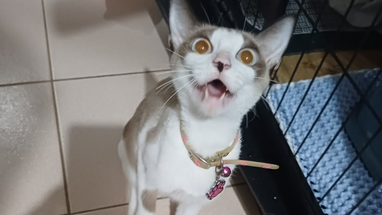 Blueblung8 And CutiePink is live Ang laki na ng Anyong at mga kapatid nia.#cute#kittens