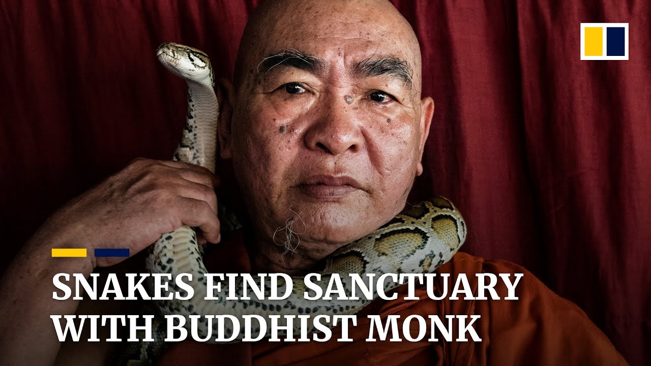 Snake sanctuary at monastery in Myanmar is how Buddhist monk is saving reptiles from smugglers