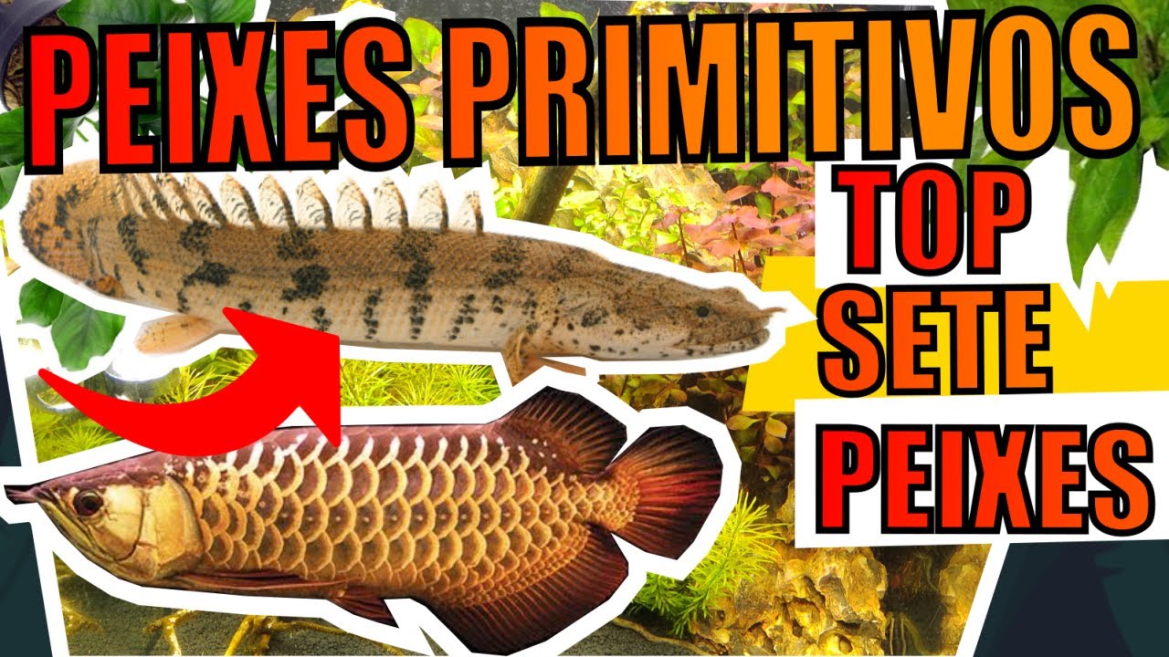 🔴TOP 7 PEIXES PRIMITIVOS |Mr. Betta|