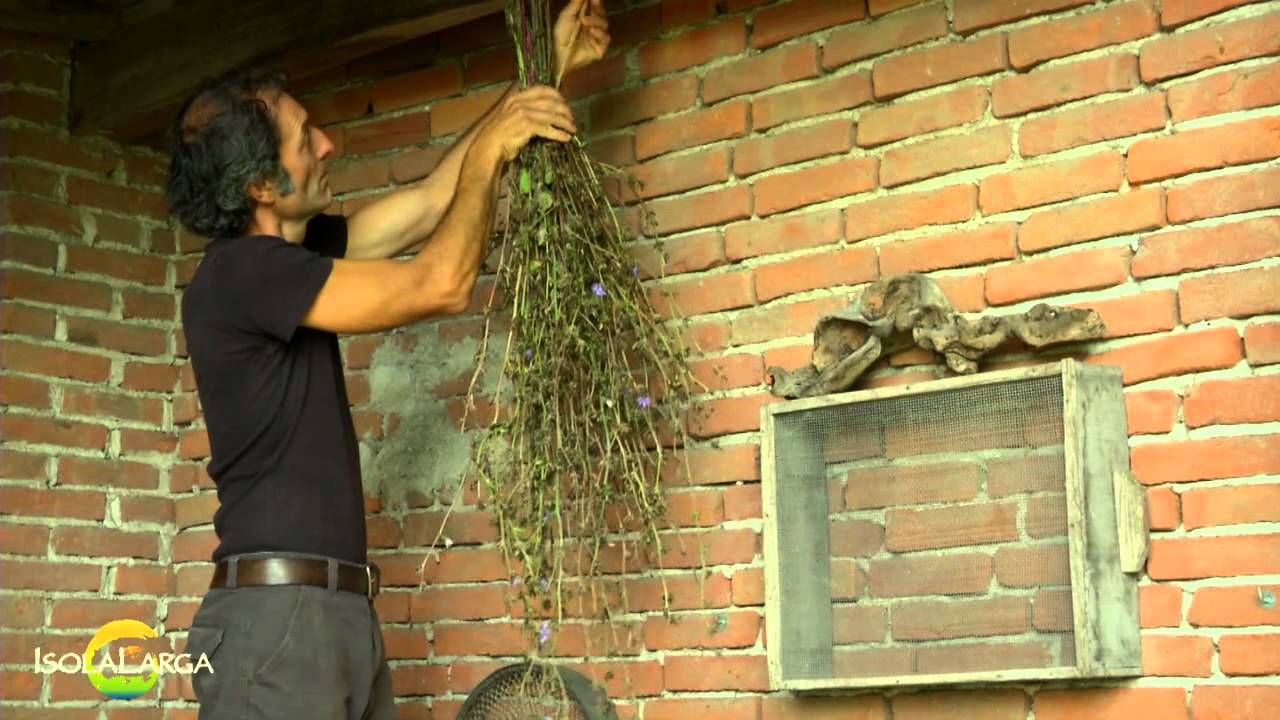 Raccolta semi radicchio