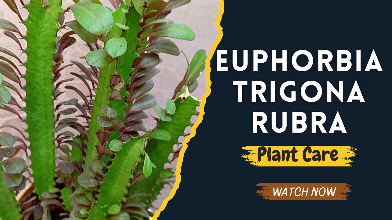 Euphorbia trigona rubra, African milk tree plant, Royal Red, Abyssinian Euphorbia, Plant Care, Tips.