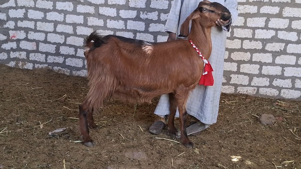 أجمل سلالات الماعز الدمشقي والشامى وخلايط عشر رواخى ببلاش لايفوتك ت٠١١١١٢١١٦٥٧ 