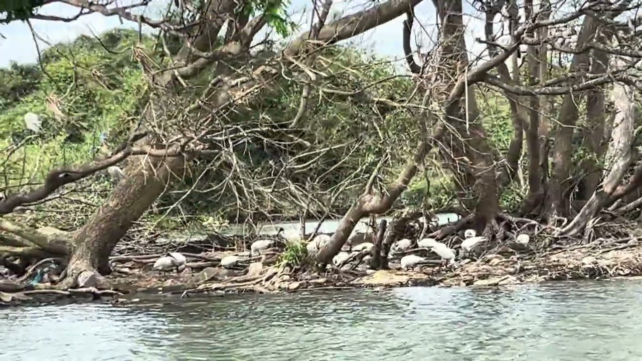 Bird 🐦 watching 🦢- Mysore (நாரை கொக்கு மற்றும் சில 🦅 பறவைகள்) 