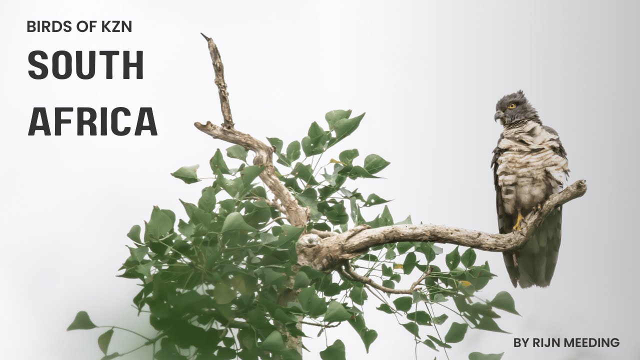 Birds of KZN, South Africa by Rijn Meeding
