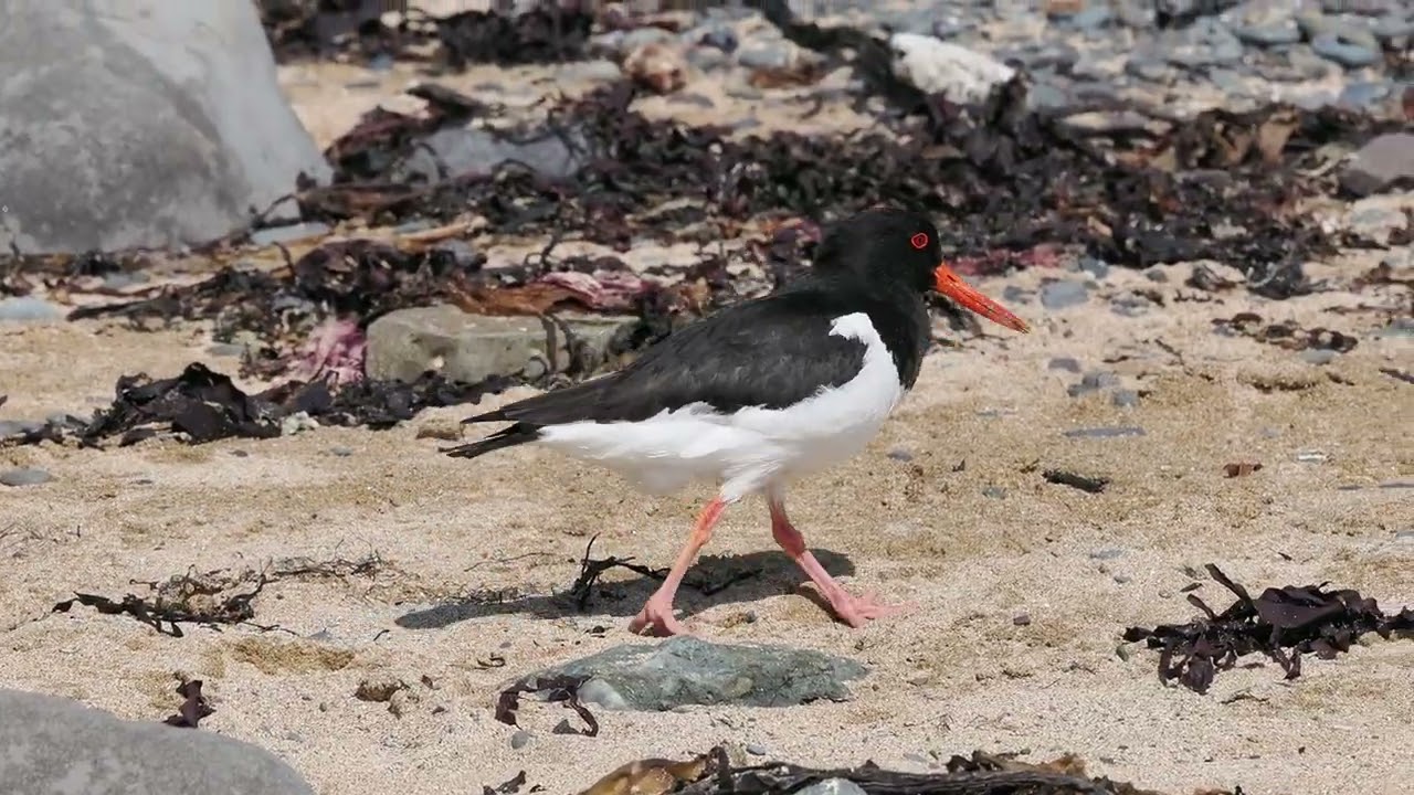 A Eurasian Oystercatcher Takes a Short Stroll along Ytri Dunga Beach in Iceland