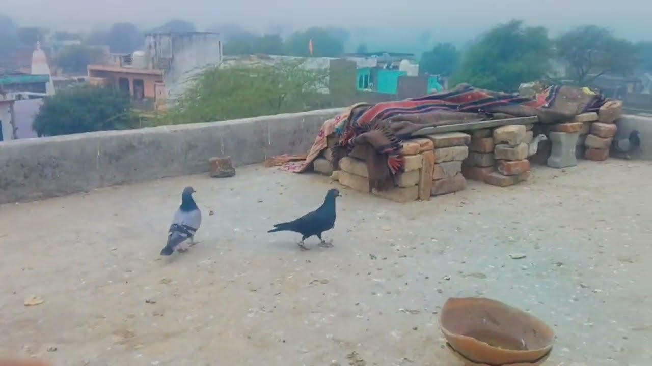New Kabutar Aa Gaya 😱 #pigeon #bird 