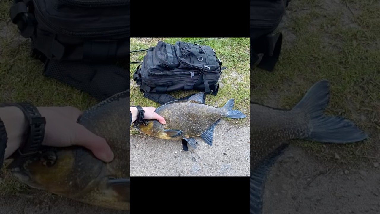 Skuteczne przynęty na białoryb #fishing #wędkarstwo #chill