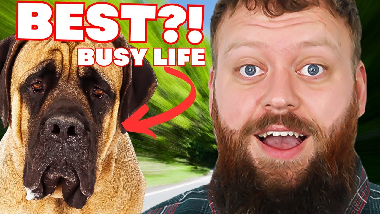 Best Dog Breeds For A Busy Lifestyle