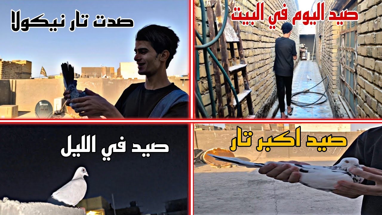 تجميع اقوى صيد طيور🔥صيد اليوم تور2️⃣صيد اليوم بليل أرفلي✅صيد اليوم في البيت😂