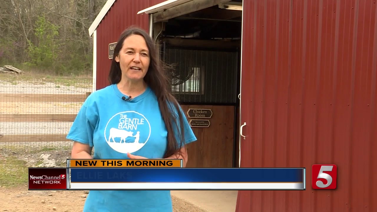 Non-profit 'The Gentle Barn' saves neglected miniature horse