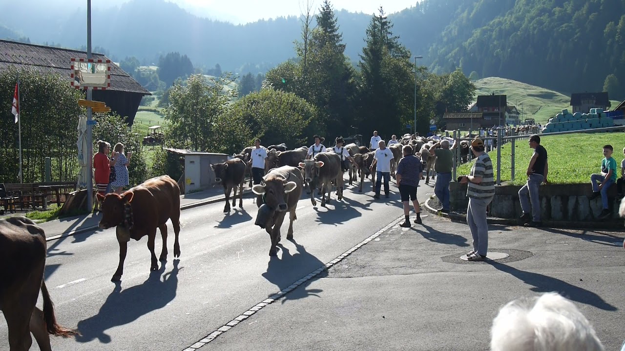Alpabfahrt Wägital SZ Aberen-Oberalp 2021