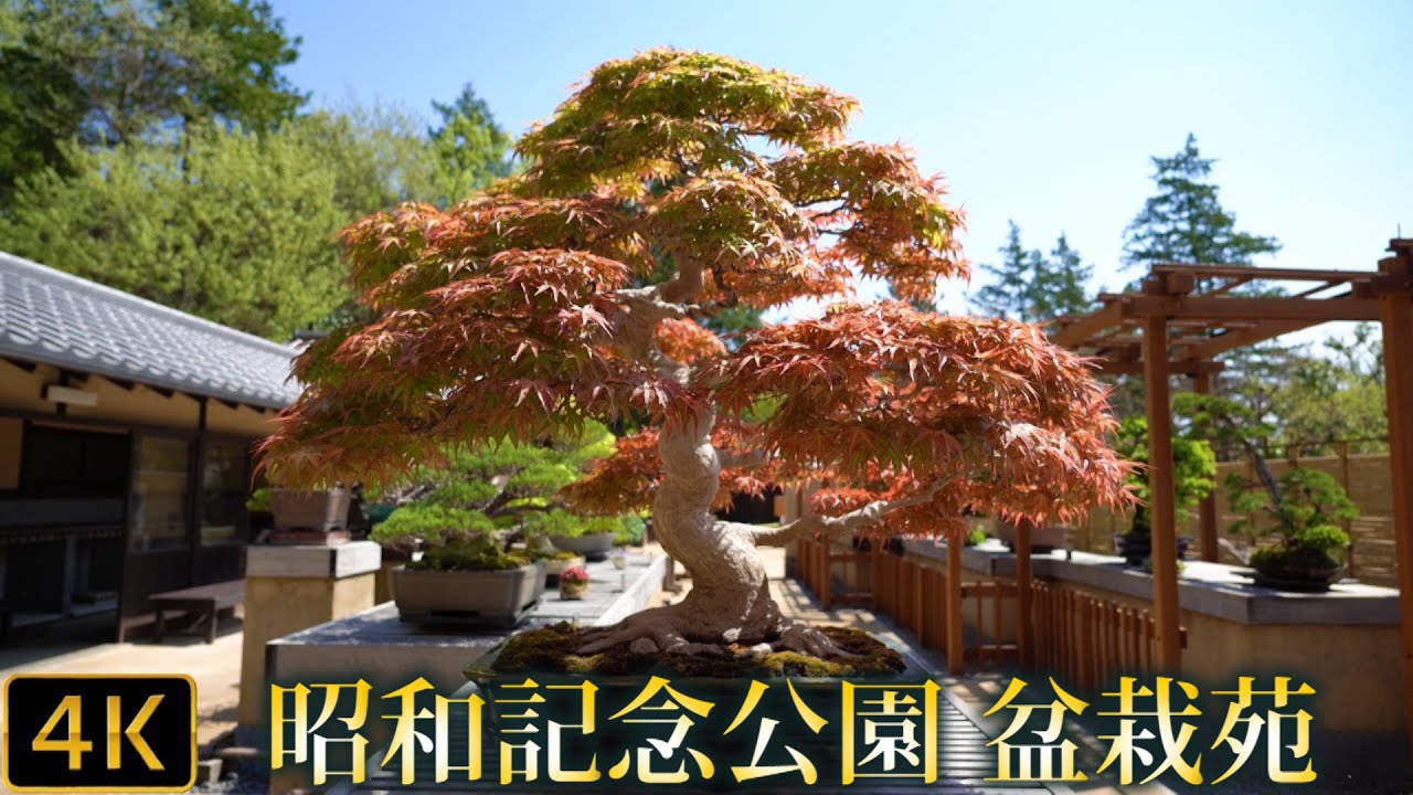 【盆栽】Bonsai 国営昭和記念公園 盆栽苑 　Showa Commemorative National Government Park