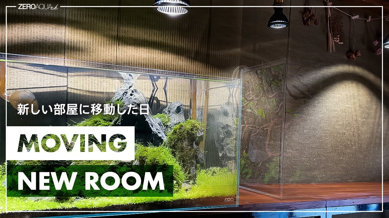 【部屋作りDIY】新しい部屋に水槽台など移動・作った家具を設置した日/DIY/ルームツアー/aquascape/aquarium/vlog/