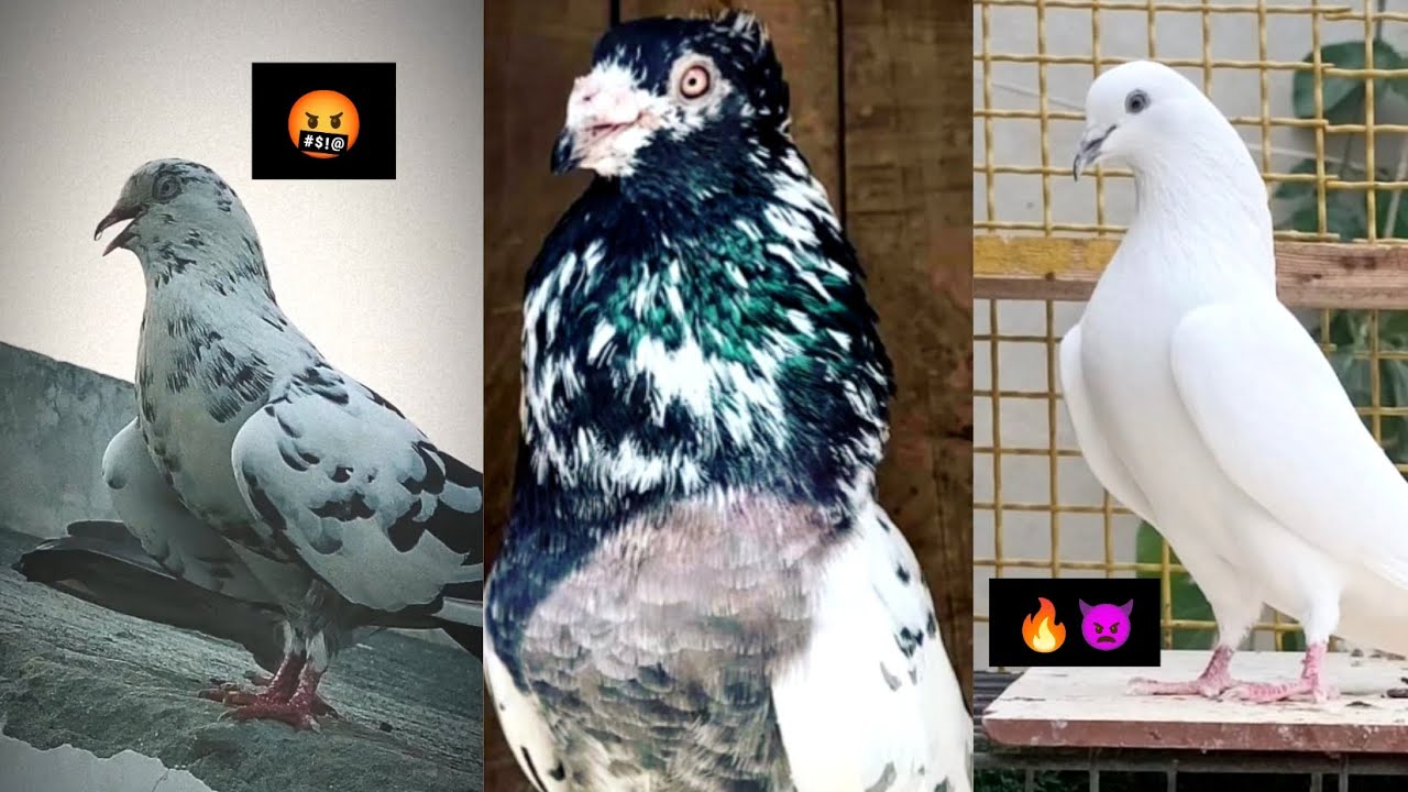 Kabootar ki video ❤ | Kabutar ⚡|  Pigeon video😍 | Kalsira kabootar | #video #kabutar #pigeon #bazi