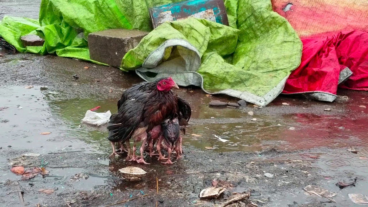 Mother Hen Shelters Her Chicks in the Rain || ViralHog