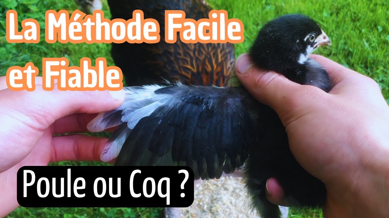 Poule ou coq  ? La meilleure méthode pour les différencier ?