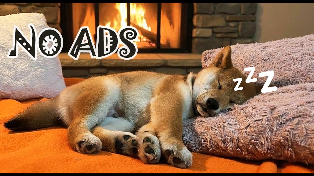 12 Hours Dog Music Daily Background for Dog Home Alone NO ADS 🎶 Background Music for Calm Dogs