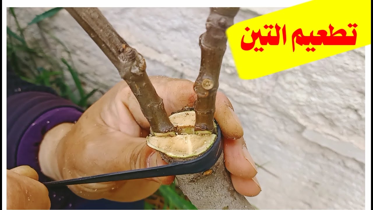 تطعيم (تلقيم تركيب)شجرة التين طريقة القلم بالشق بسهولةfig grafting