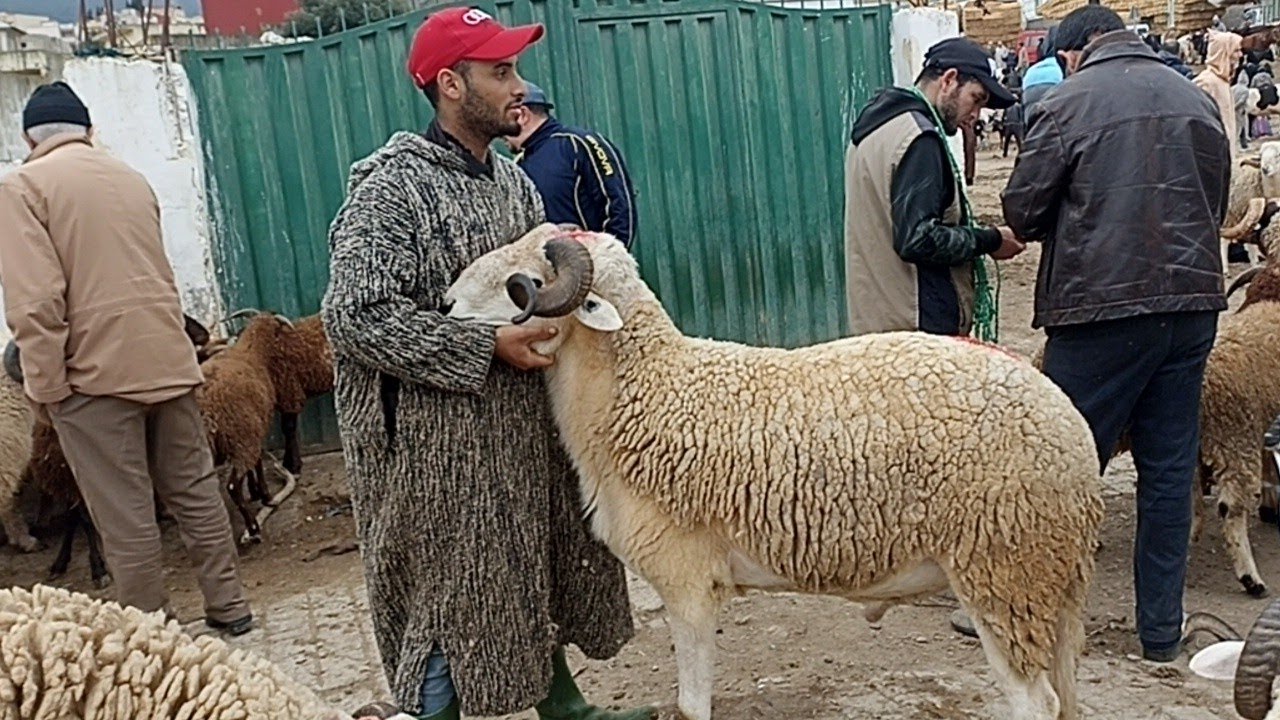 غنمة كسابية و حولي كسابي و جزاري بسوق الاربعاء تطوان 🐑🐏🐐||18/02/2025||0667128425🔥🇲🇦❤️
