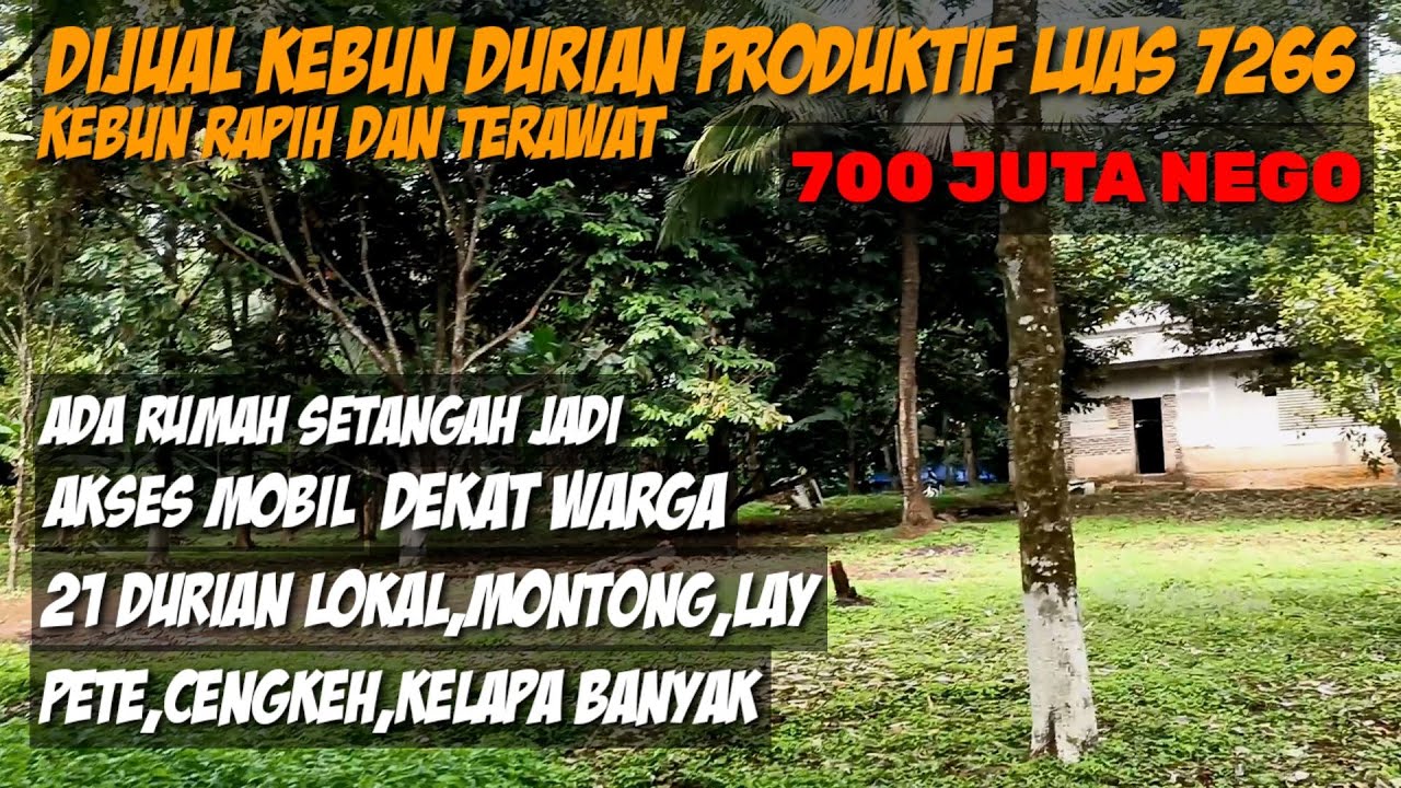 Dijual Kebun Duren Produktif Luas 7266, Ada Rumah Setengah Jadi, Pete, Kelapa,Cengkeh, 700 Juta Nego