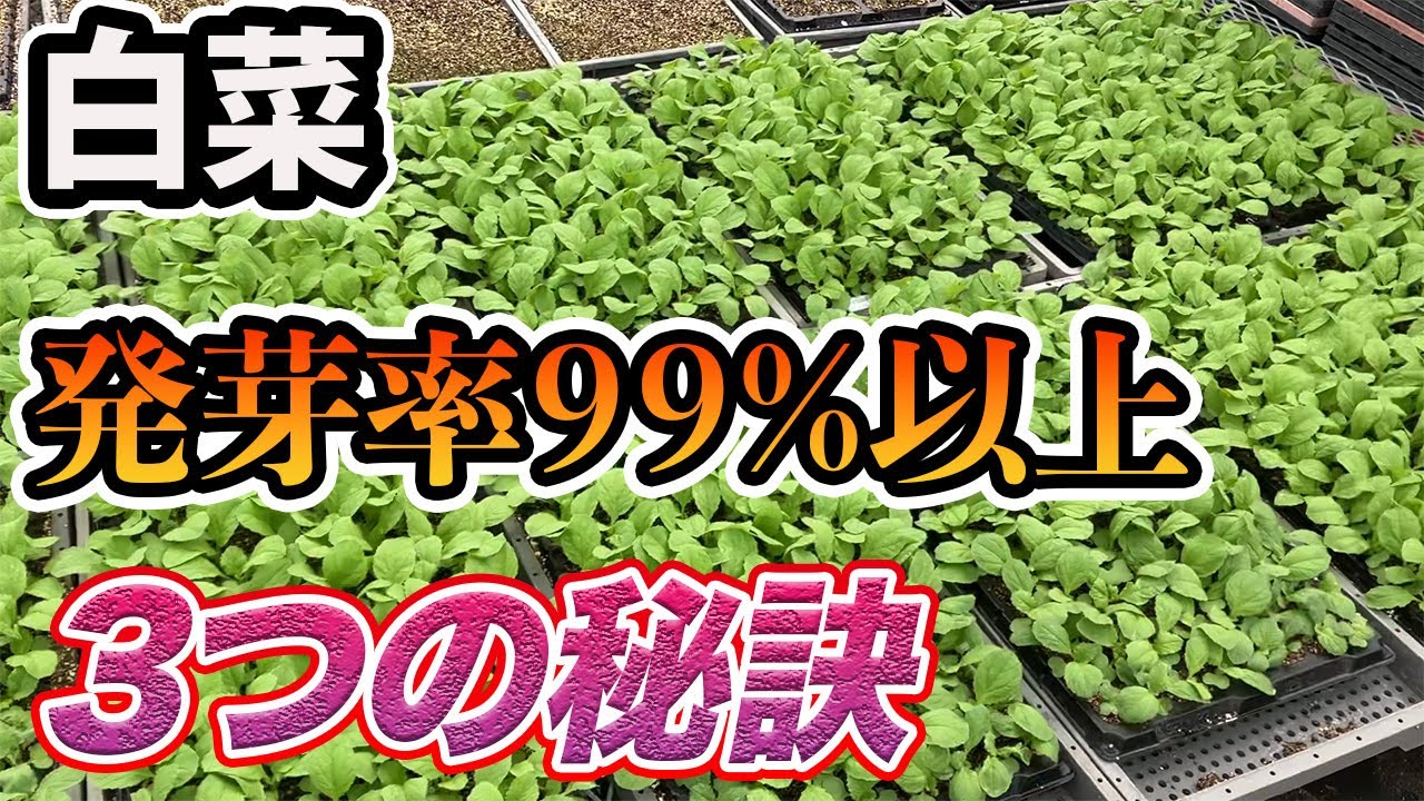 【はくさい】〇〇したら発芽率がとんでもないことに　今年はこれがちがう！