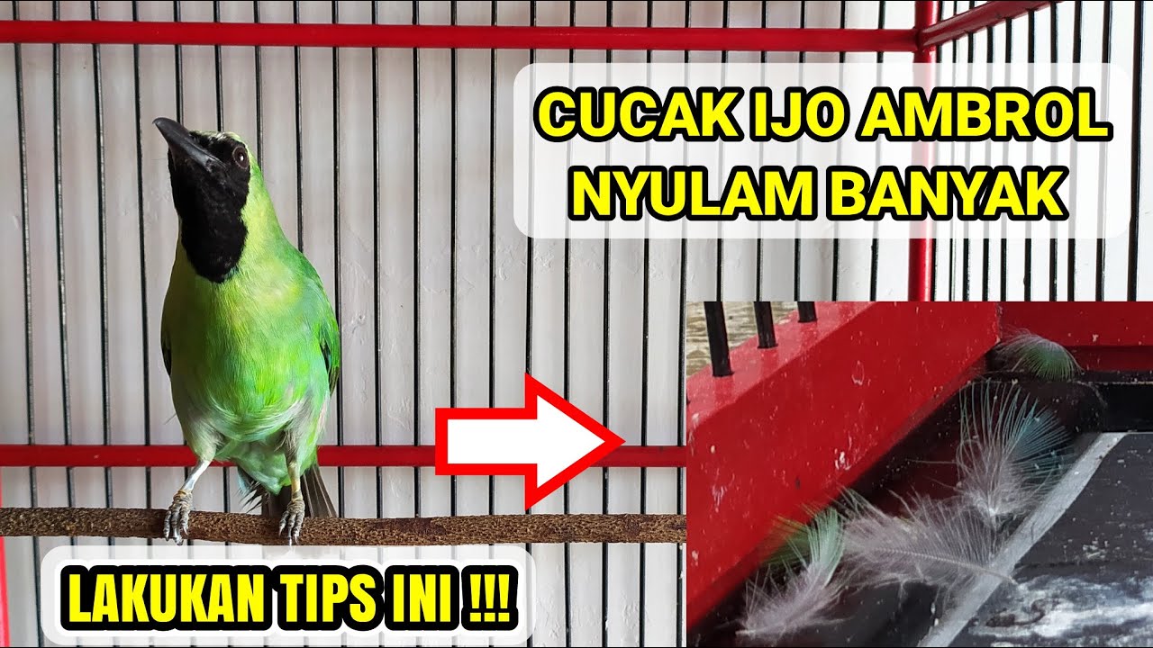 PERAWATAN CUCAK IJO NYULAM AGAR BULU CEPAT TUMBUH DAN TUNTAS !!!
