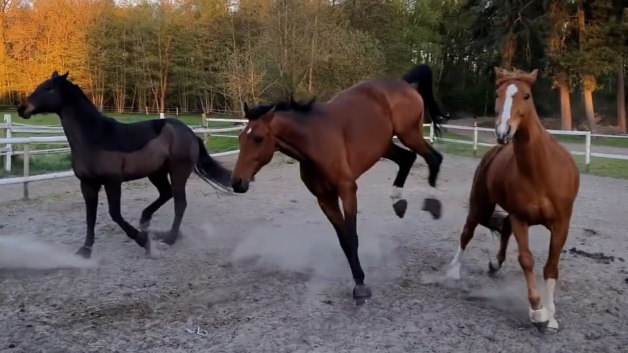 Campino gets hit - Abused horse kicks his new friends | The Google horse story